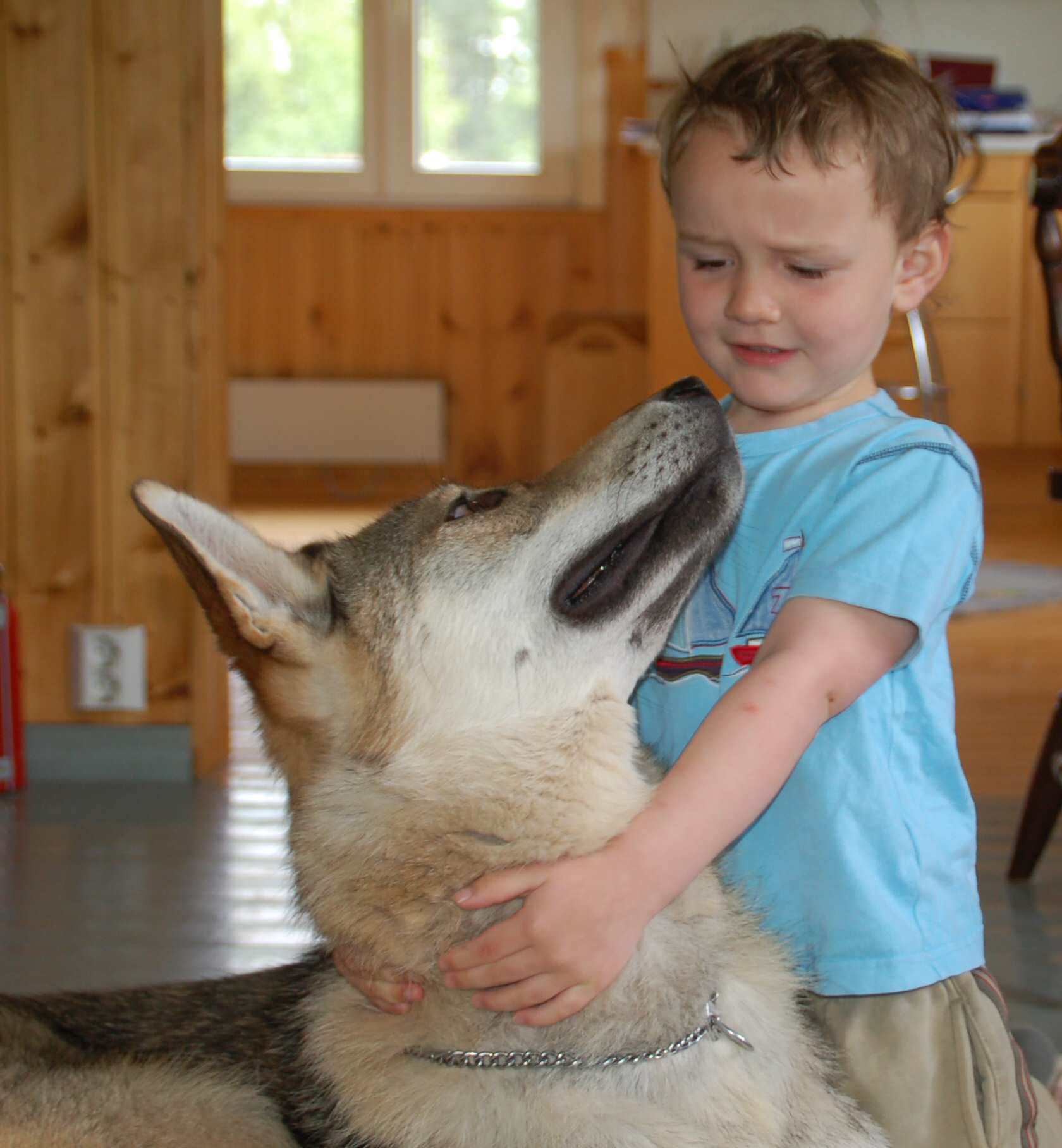 Should I Bathe My Tamaskan Dog Before Trimming